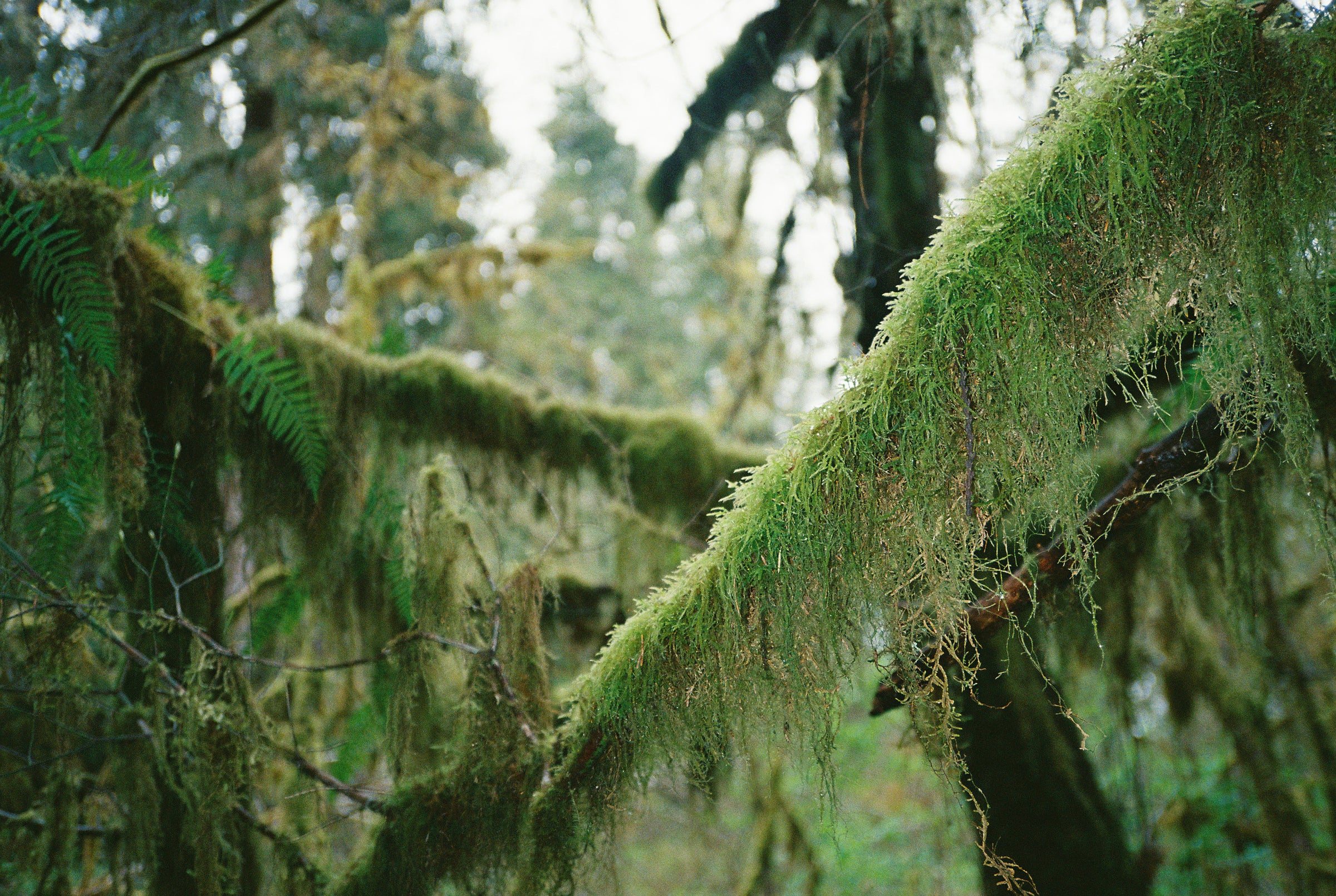 35mm Color Develop & Scan | On A Roll Film Lab